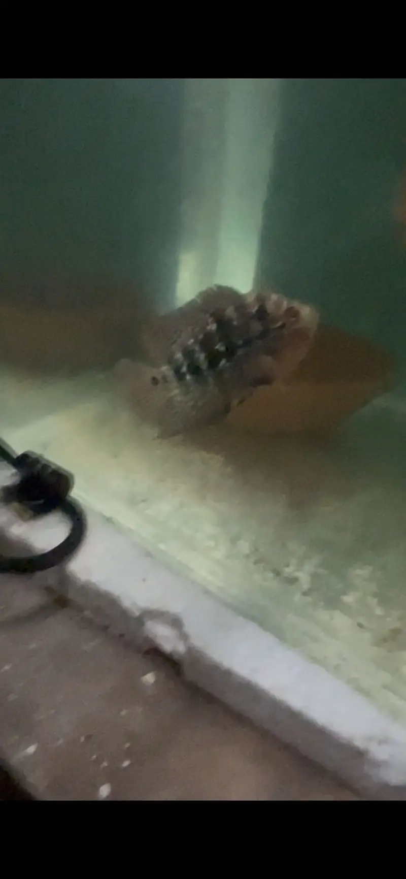 Flowerhorn Pair — photo 6