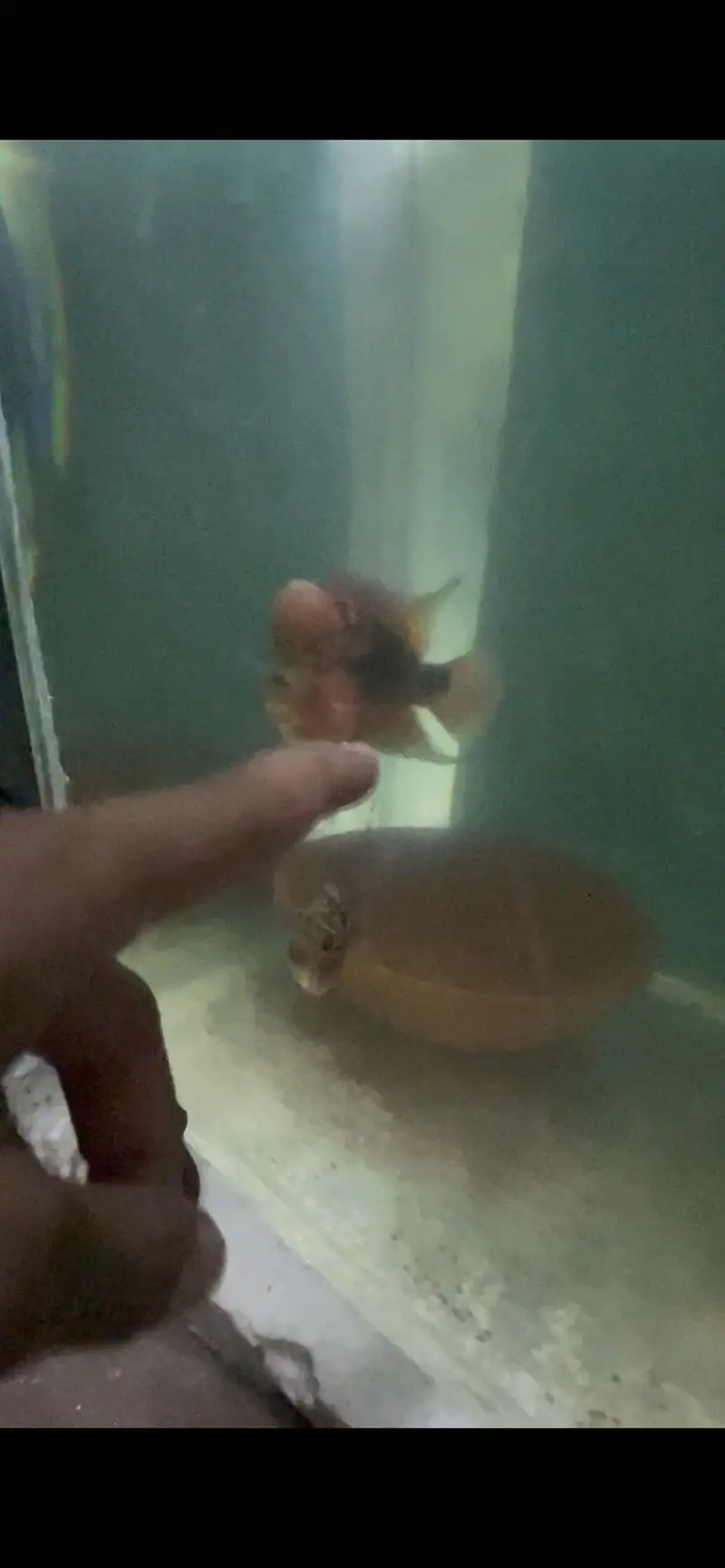 Flowerhorn Pair — photo 7