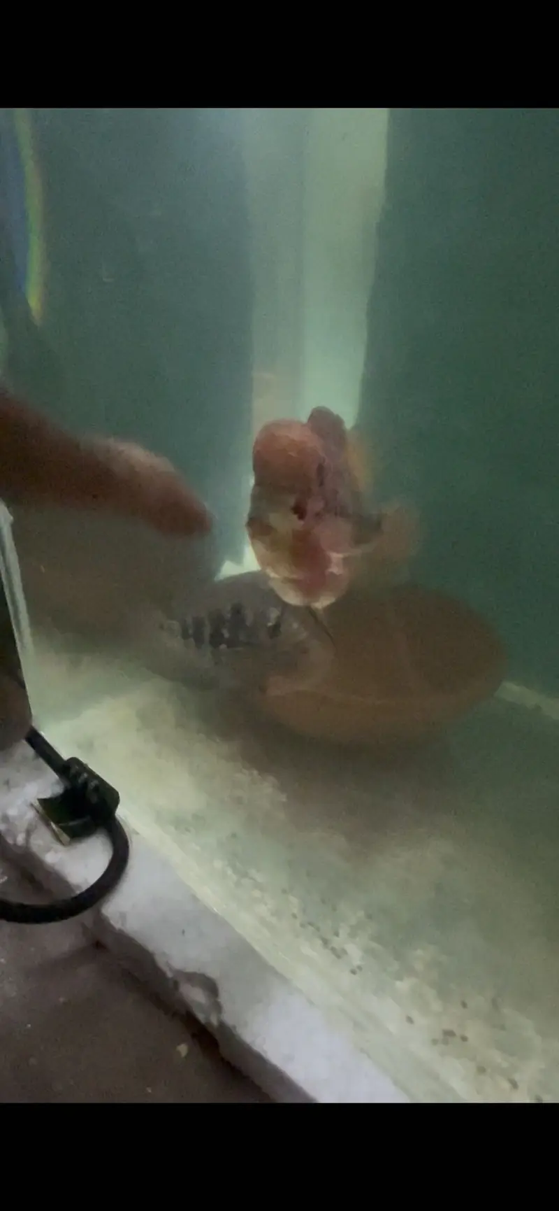 Flowerhorn Pair — photo 8