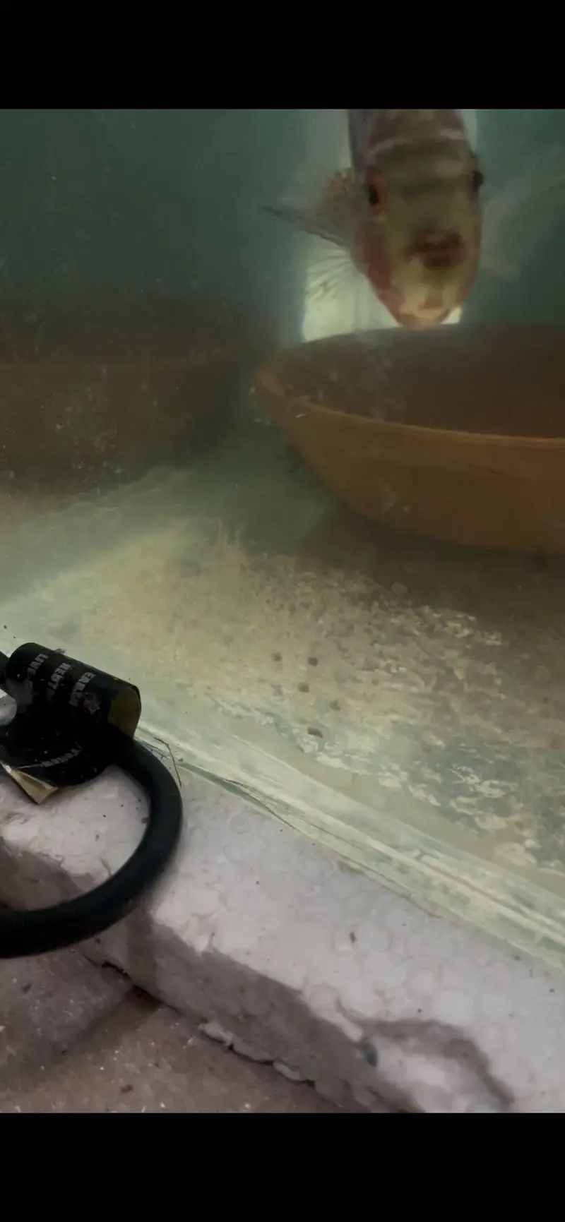 Flowerhorn Pair — photo 9