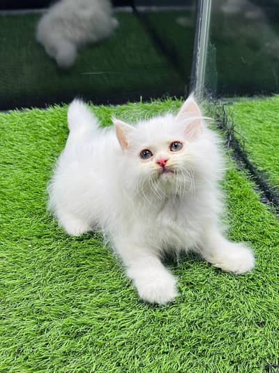 persian cats and kittens for sale wtsapp (0307/710/92/69)