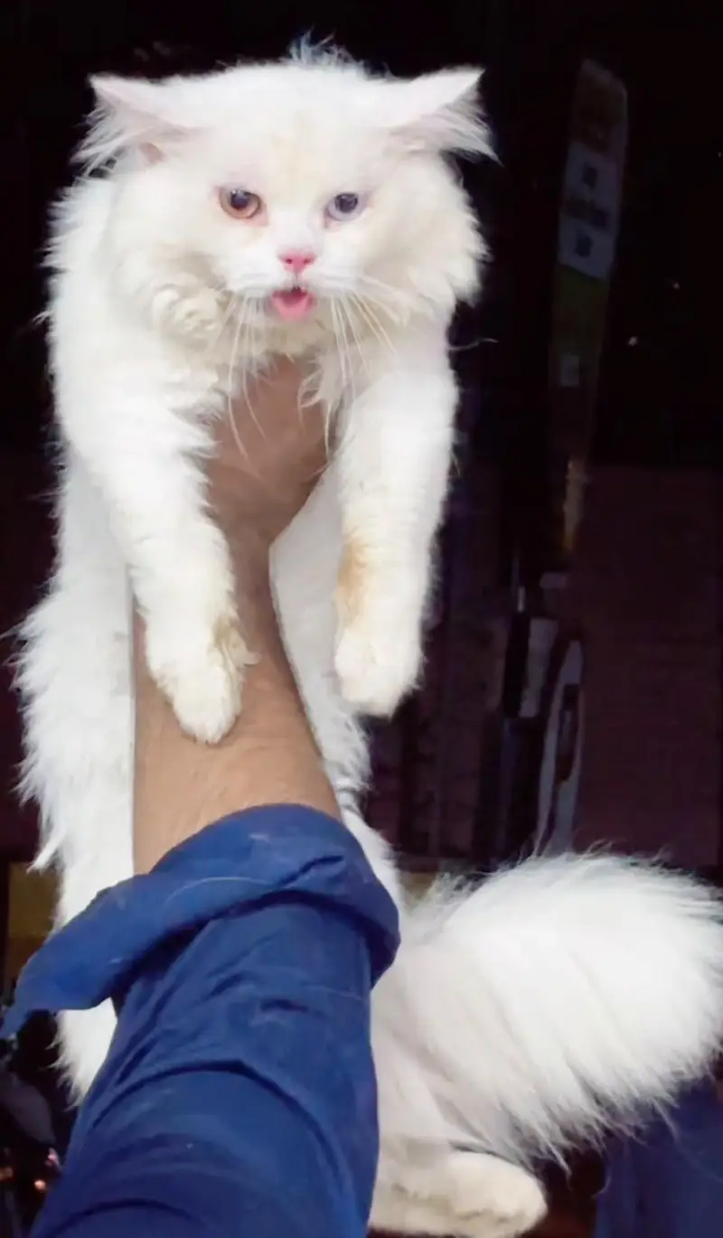 persian cats and kittens for sale wtsapp (0307/710/92/69) — photo 3