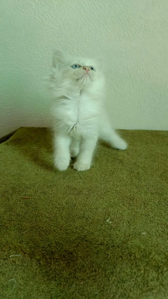 persian cats and kittens for sale wtsapp (0307/710/92/69) — photo 6