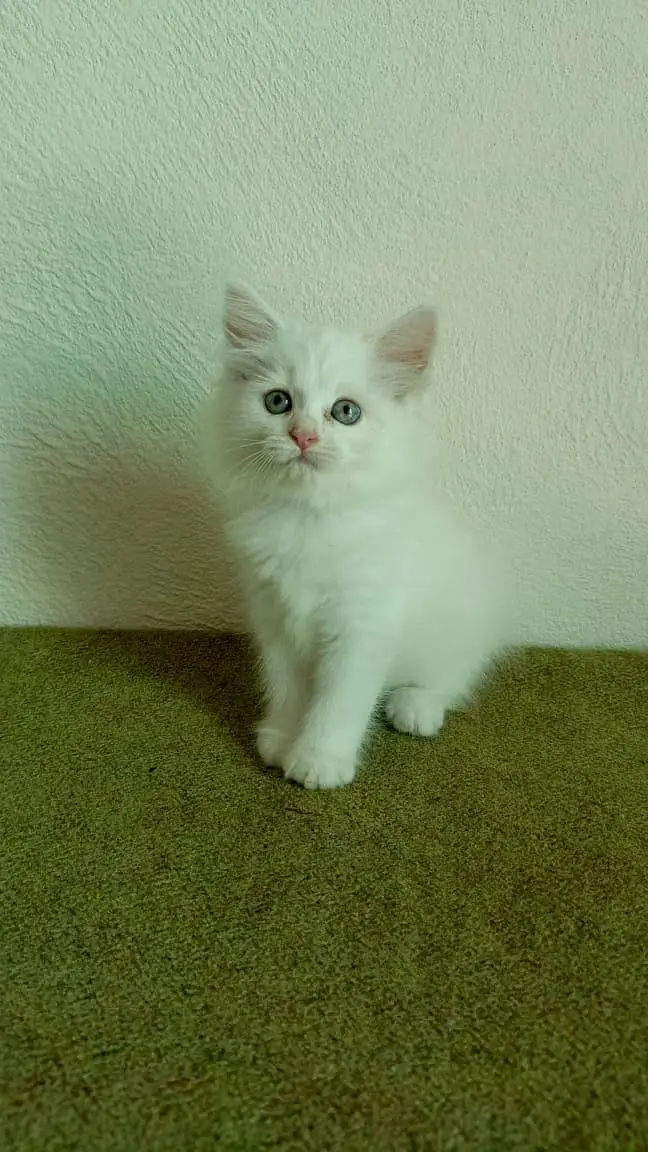 persian cats and kittens for sale wtsapp (0307/710/92/69) — photo 7