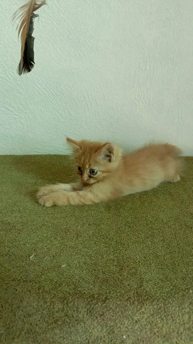 persian cats and kittens for sale wtsapp (0307/710/92/69) — photo 8