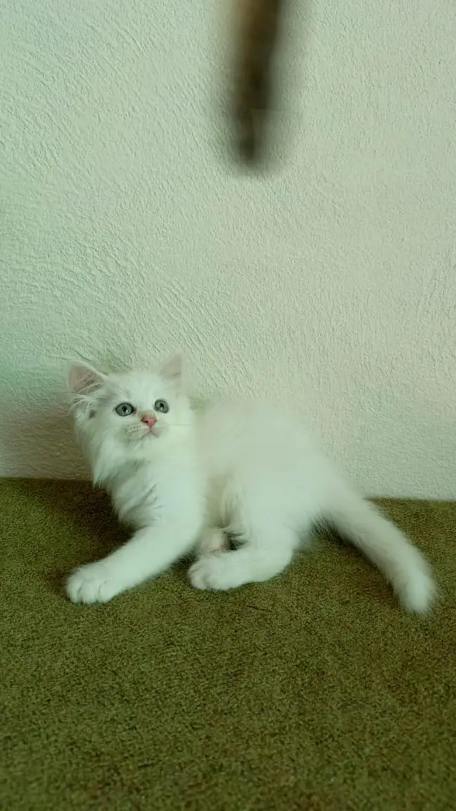 persian cats and kittens for sale wtsapp (0307/710/92/69) — photo 9
