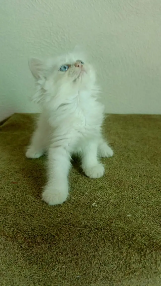 persian cats and kittens for sale wtsapp (0307/710/92/69) — photo 10