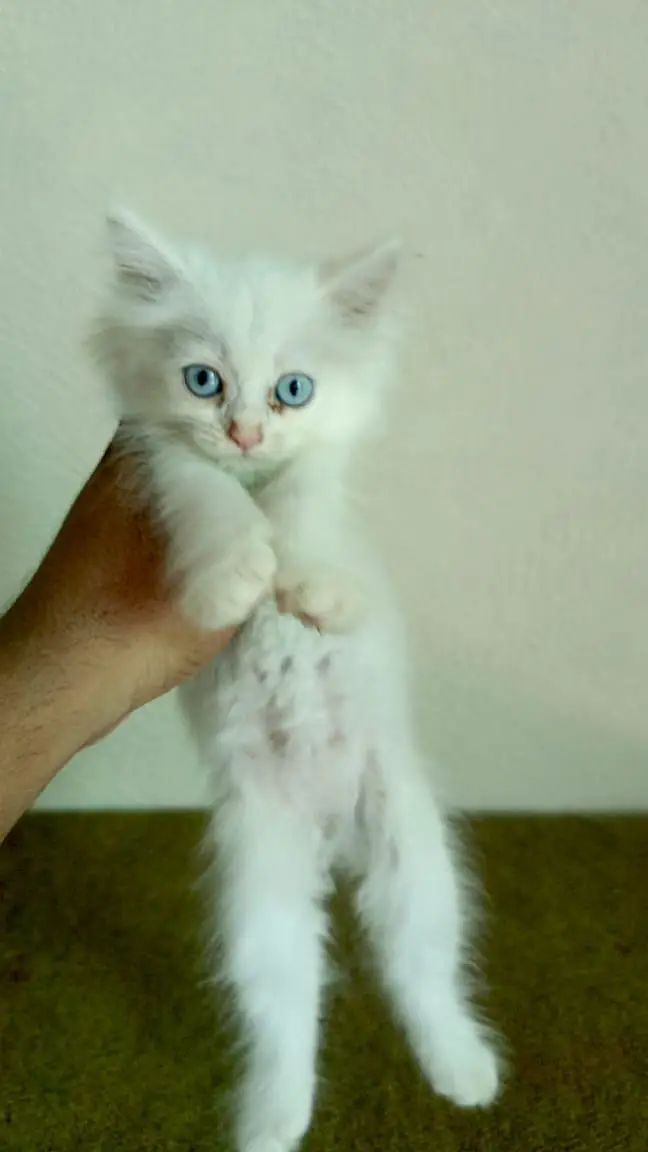 persian cats and kittens for sale wtsapp (0307/710/92/69) — photo 11