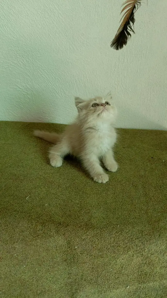 persian cats and kittens for sale wtsapp (0307/710/92/69) — photo 12