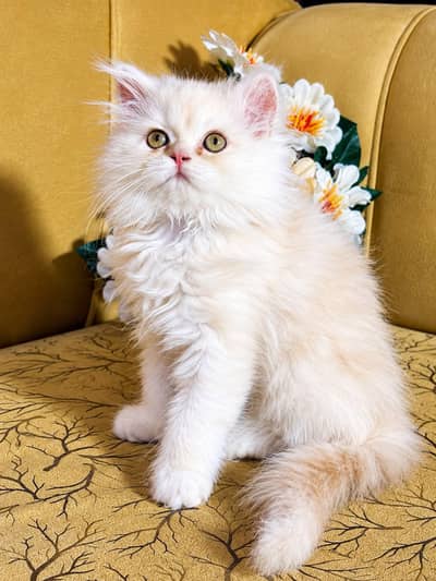 persian cats and kittens for sale wtsapp (0307/710/92/69)