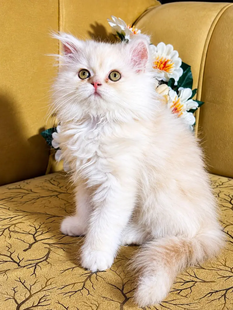 persian cats and kittens for sale wtsapp (0307/710/92/69)