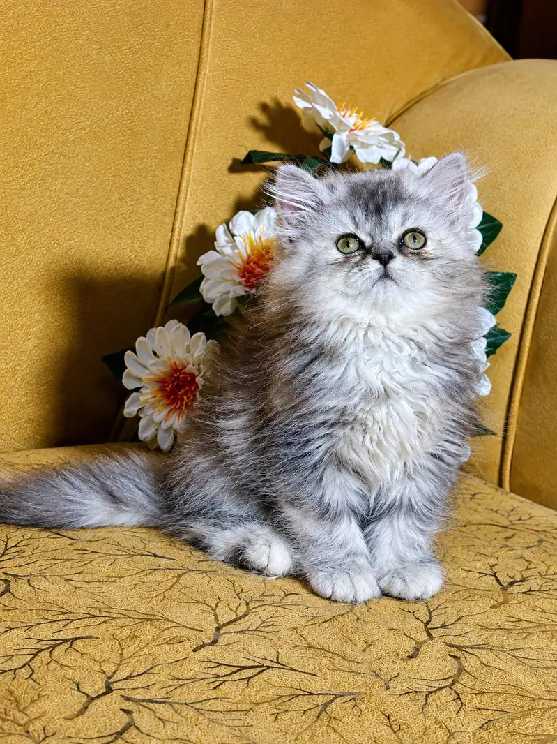 persian cats and kittens for sale wtsapp (0307/710/92/69) — photo 2
