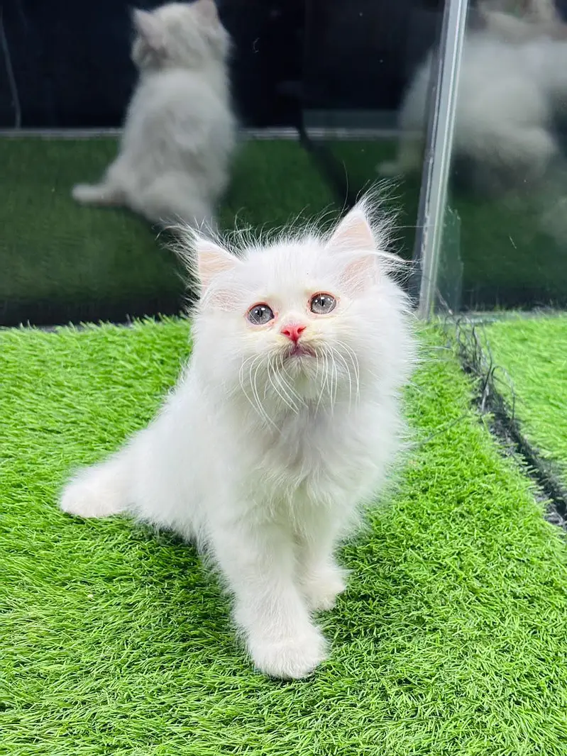persian cats and kittens for sale wtsapp (0307/710/92/69) — photo 3