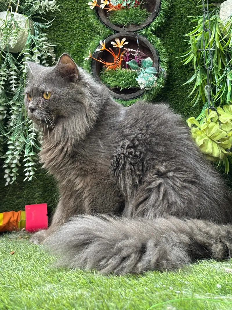 persian cats and kittens for sale wtsapp (0307/710/92/69) — photo 4
