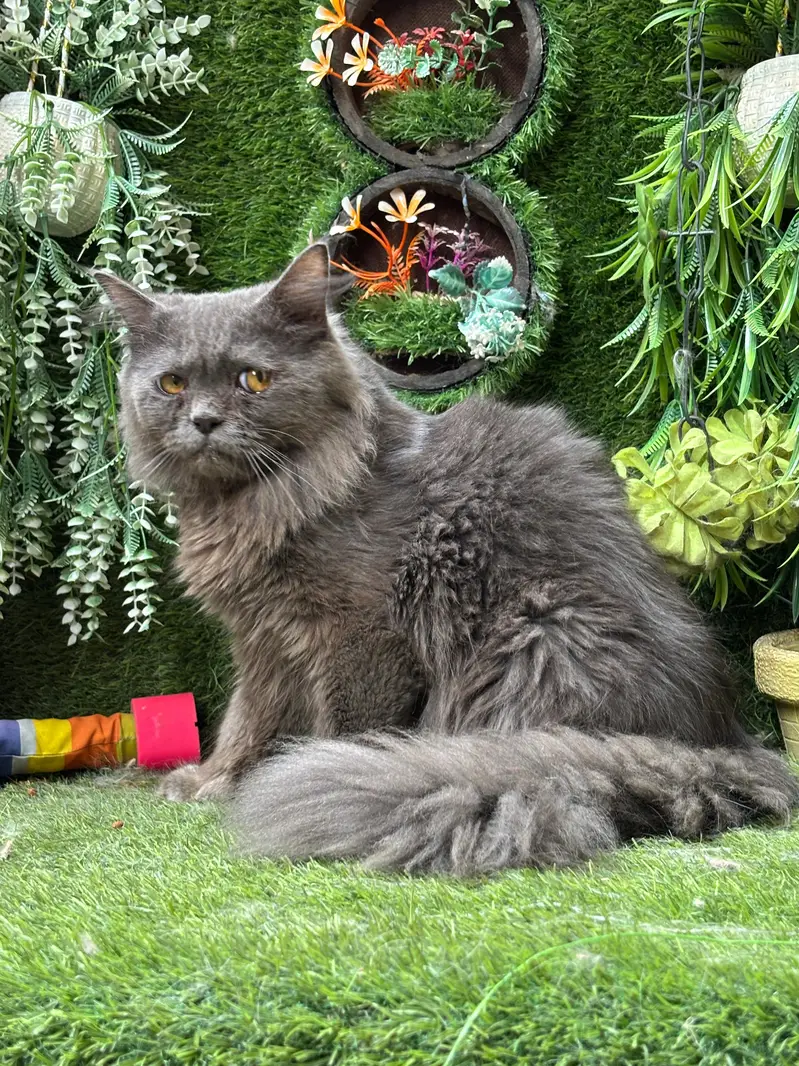 persian cats and kittens for sale wtsapp (0307/710/92/69) — photo 5