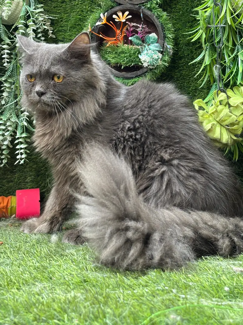 persian cats and kittens for sale wtsapp (0307/710/92/69) — photo 6