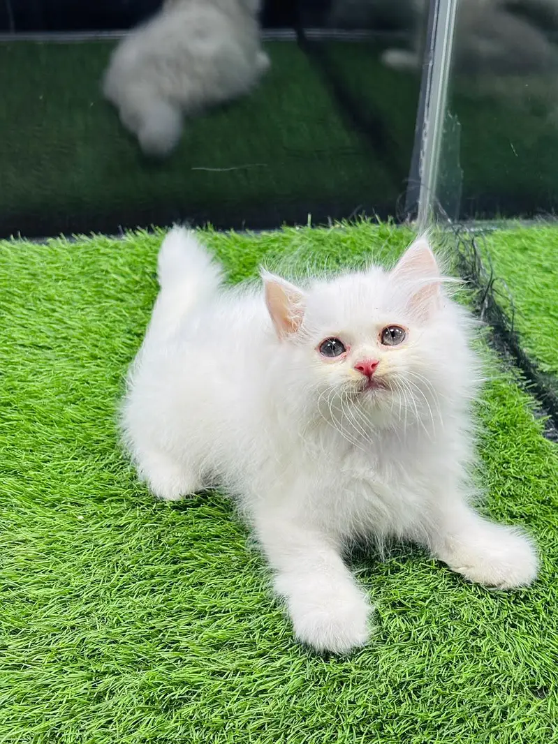 persian cats and kittens for sale wtsapp (0307/710/92/69) — photo 7