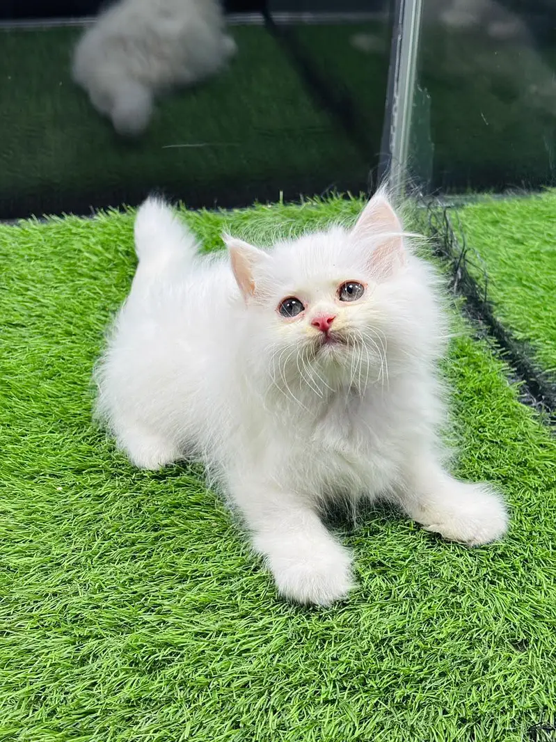 persian cats and kittens for sale wtsapp (0307/710/92/69) — photo 8