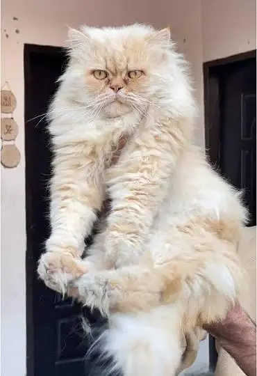 persian cats and kittens for sale wtsapp (0307/710/92/69) — photo 9