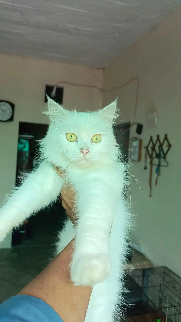persian cats and kittens for sale wtsapp (0307/710/92/69) — photo 11