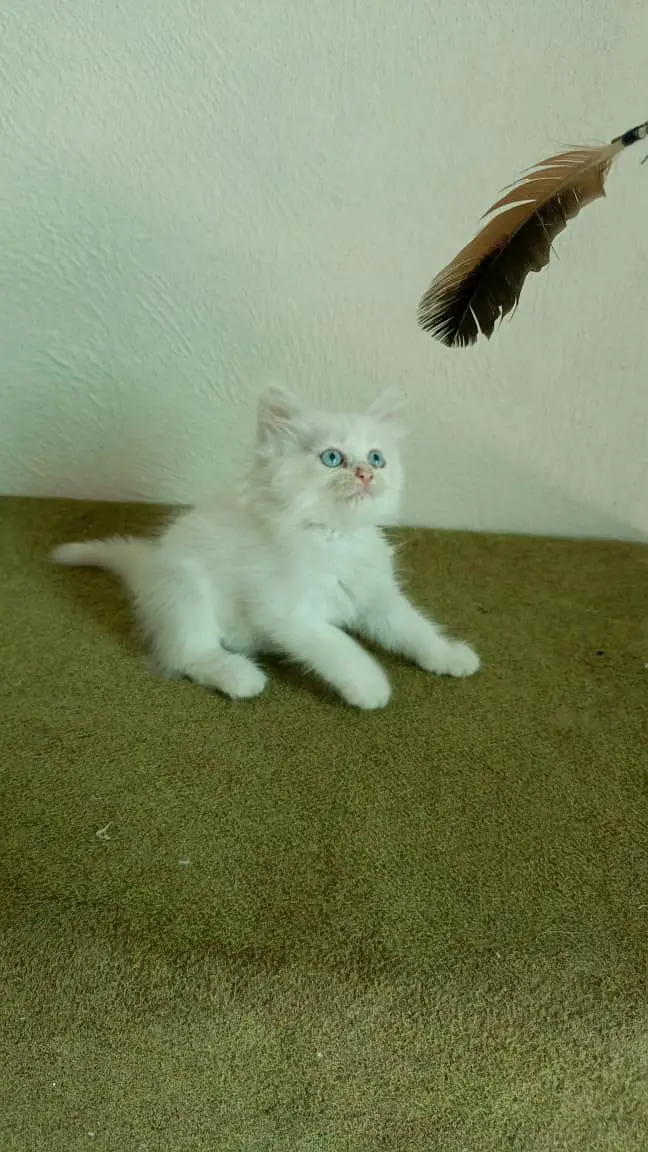 persian cats and kittens for sale wtsapp (0307/710/92/69) — photo 12