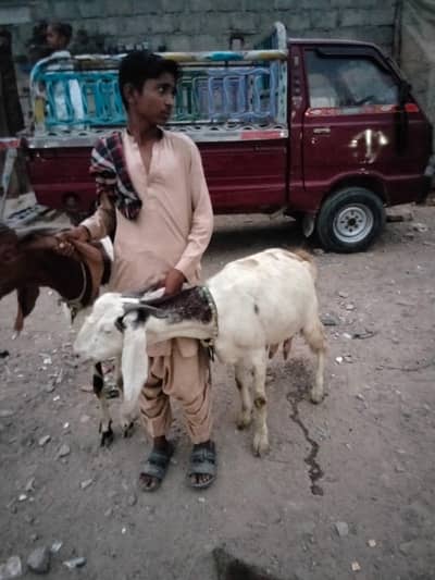 6 daant ki kamori cross nasal ki Bakria hain