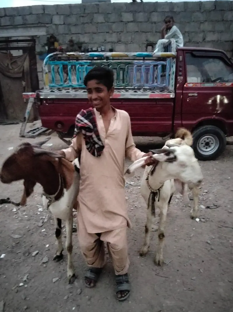 6 daant ki kamori cross nasal ki Bakria hain — photo 2