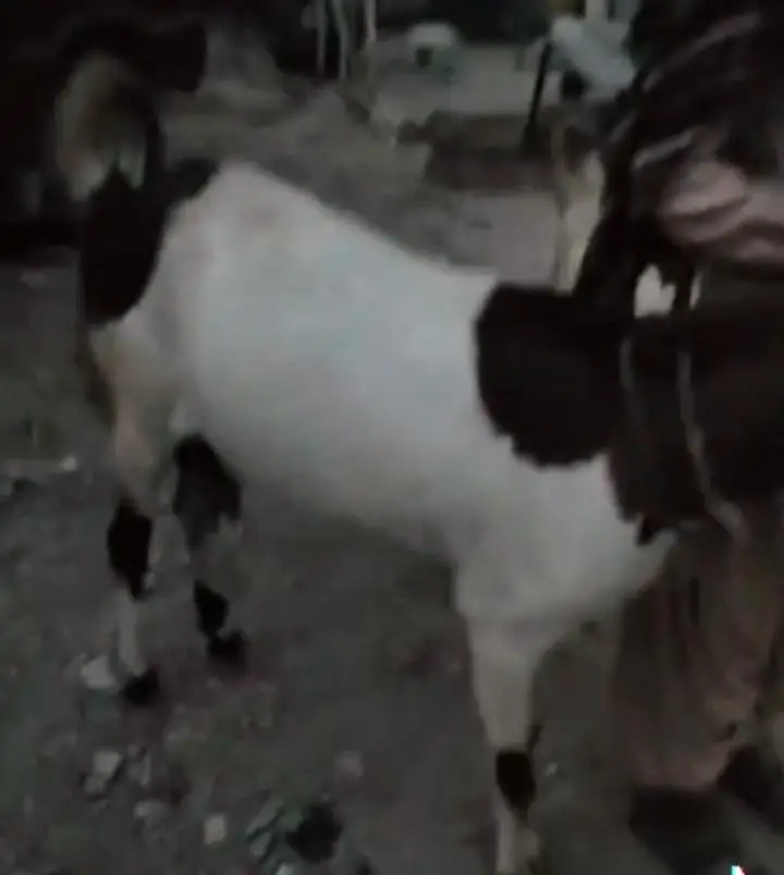6 daant ki kamori cross nasal ki Bakria hain — photo 3