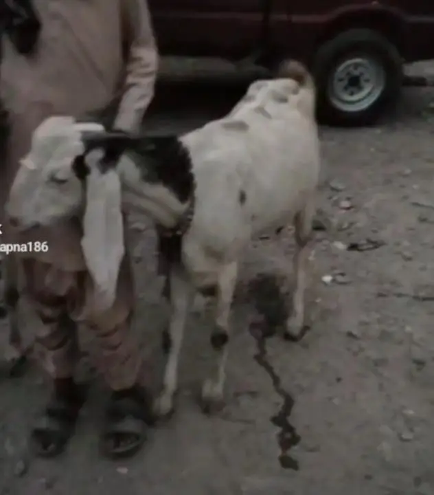 6 daant ki kamori cross nasal ki Bakria hain — photo 4