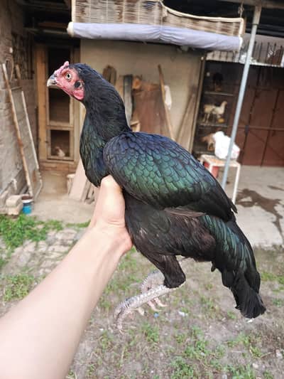 aseel hens mianwali