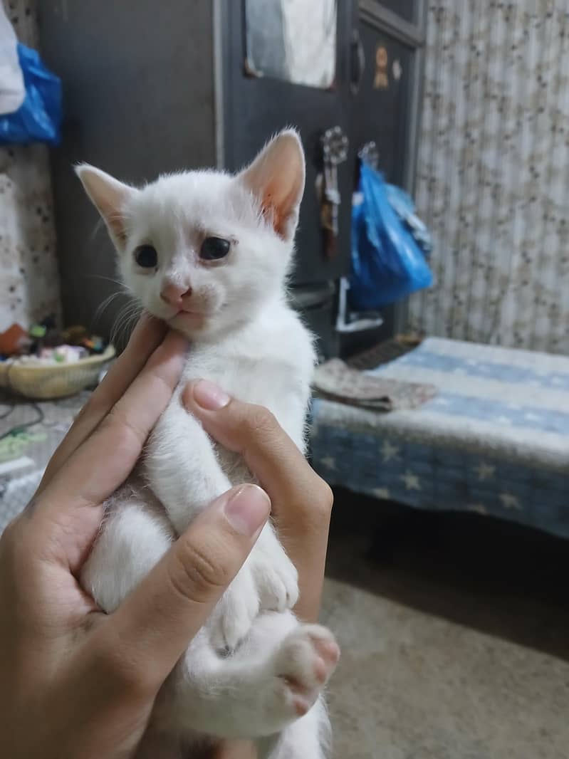 kittens 0