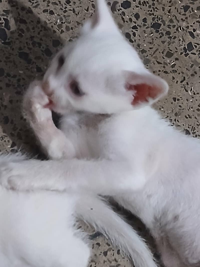kittens 1