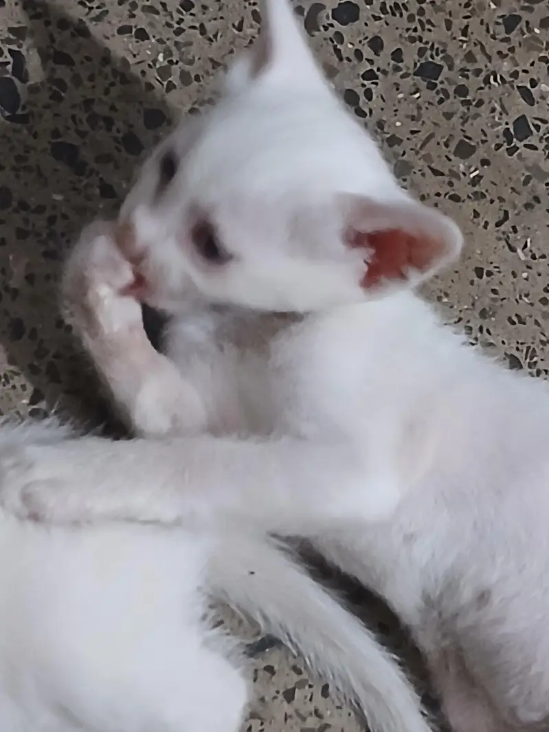 kittens — photo 2