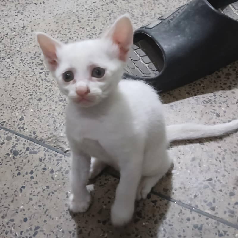 kittens 2