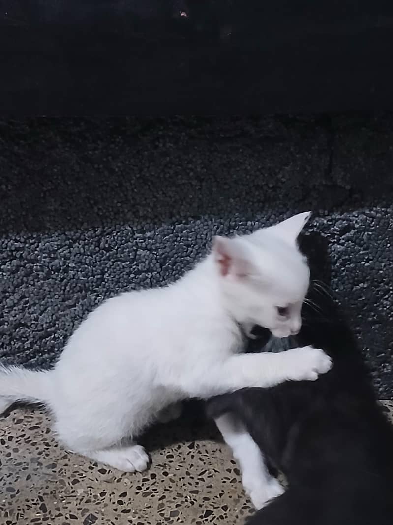 kittens 3