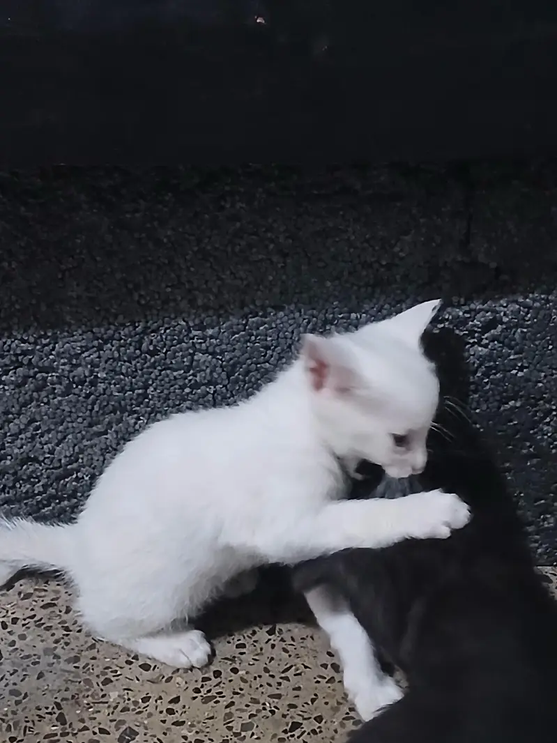 kittens — photo 4
