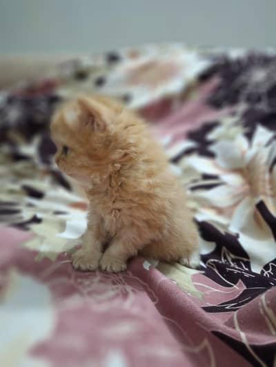 female kitten fir sell