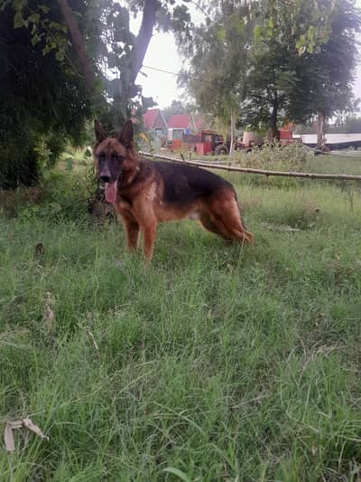 guard dog full train