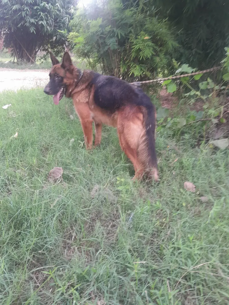 guard dog full train — photo 2