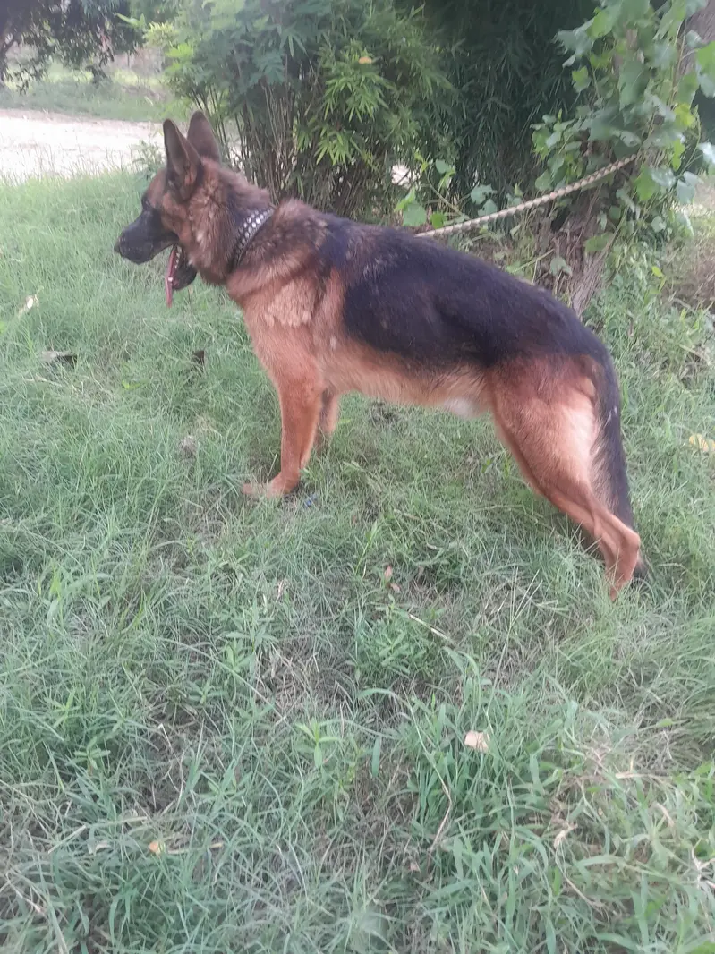 guard dog full train — photo 3