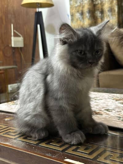 Beautiful Persian Cat for Sale  | Fully Trained