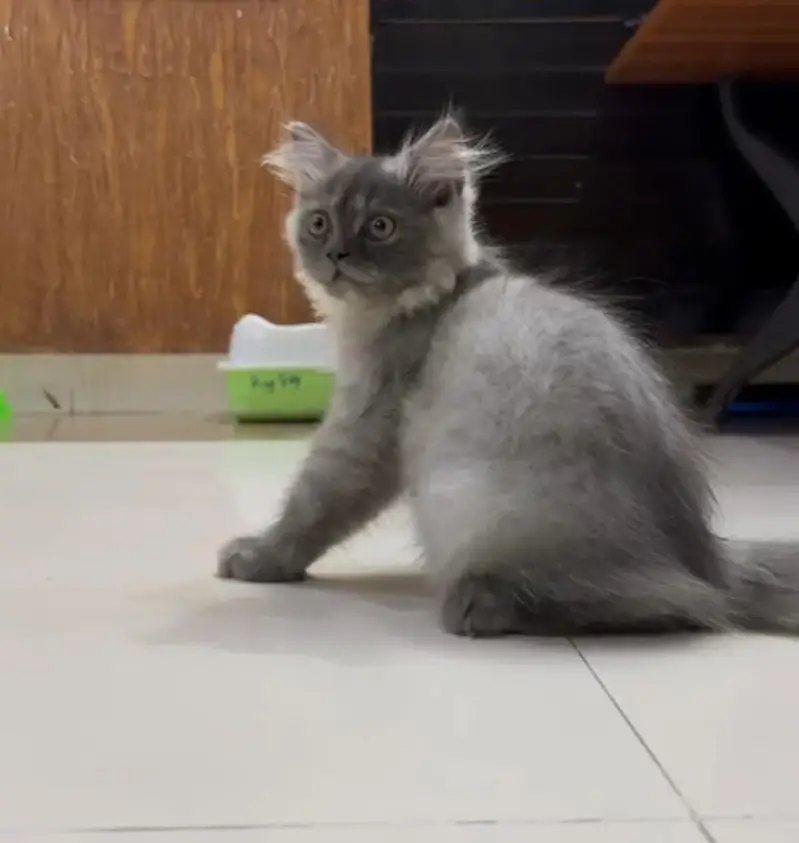 Beautiful Persian Cat for Sale  | Fully Trained — photo 2