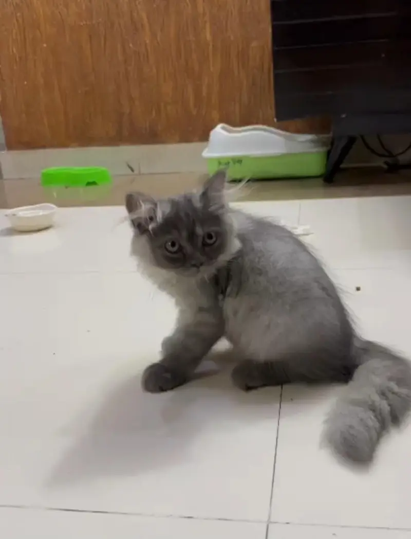 Beautiful Persian Cat for Sale  | Fully Trained — photo 3