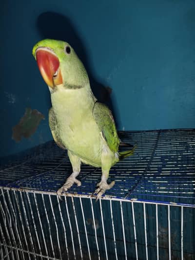 kashmiri raw parrot