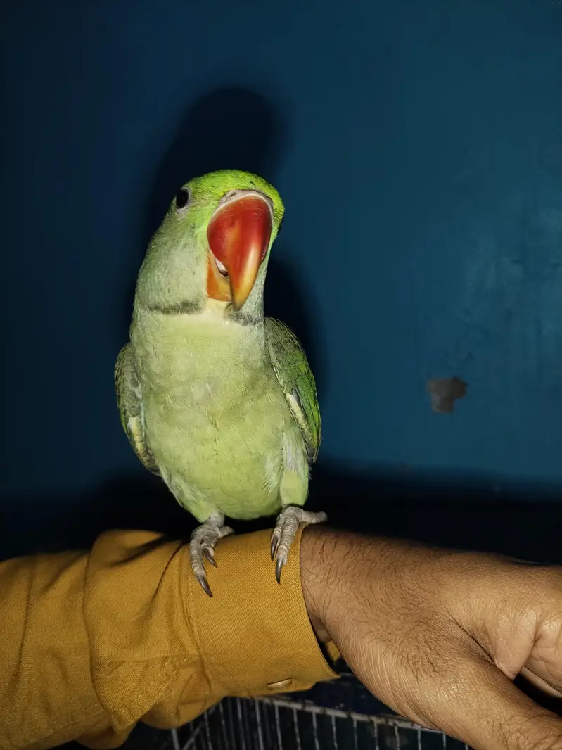 kashmiri raw parrot — photo 2
