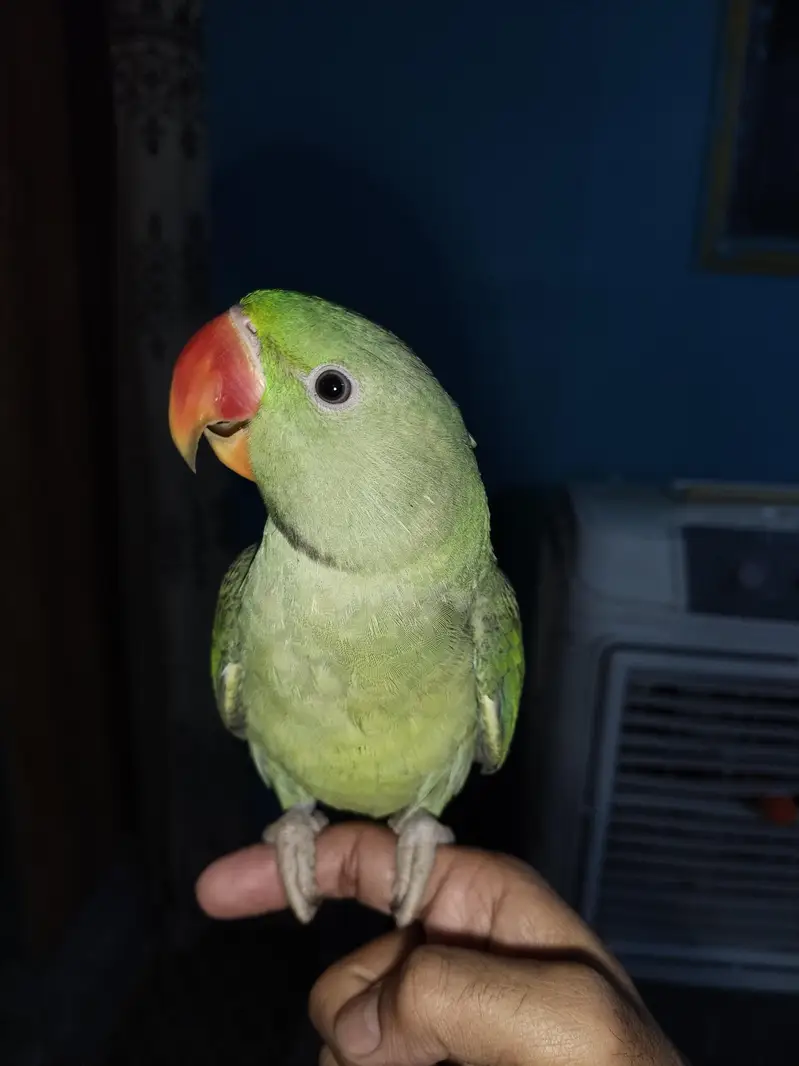 kashmiri raw parrot — photo 3