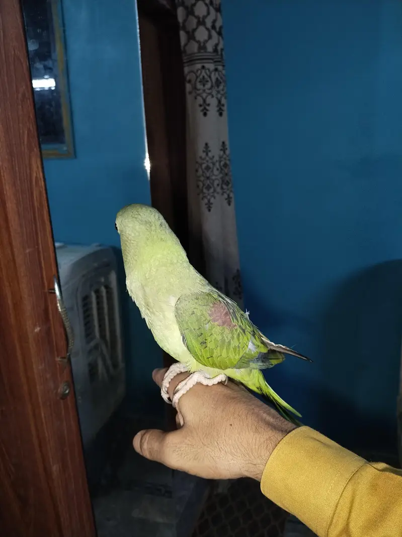 kashmiri raw parrot — photo 4