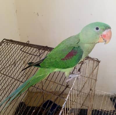 raw parrot 03121688971