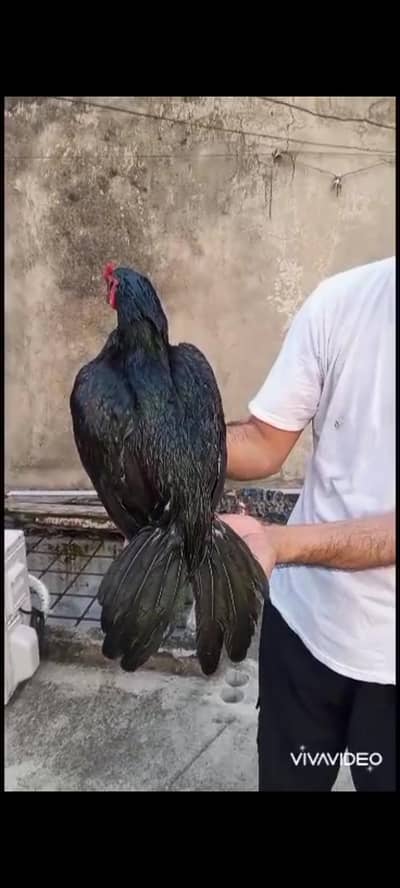 Two quality aseel for sale