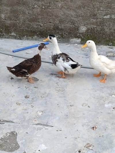 egg laying duck
